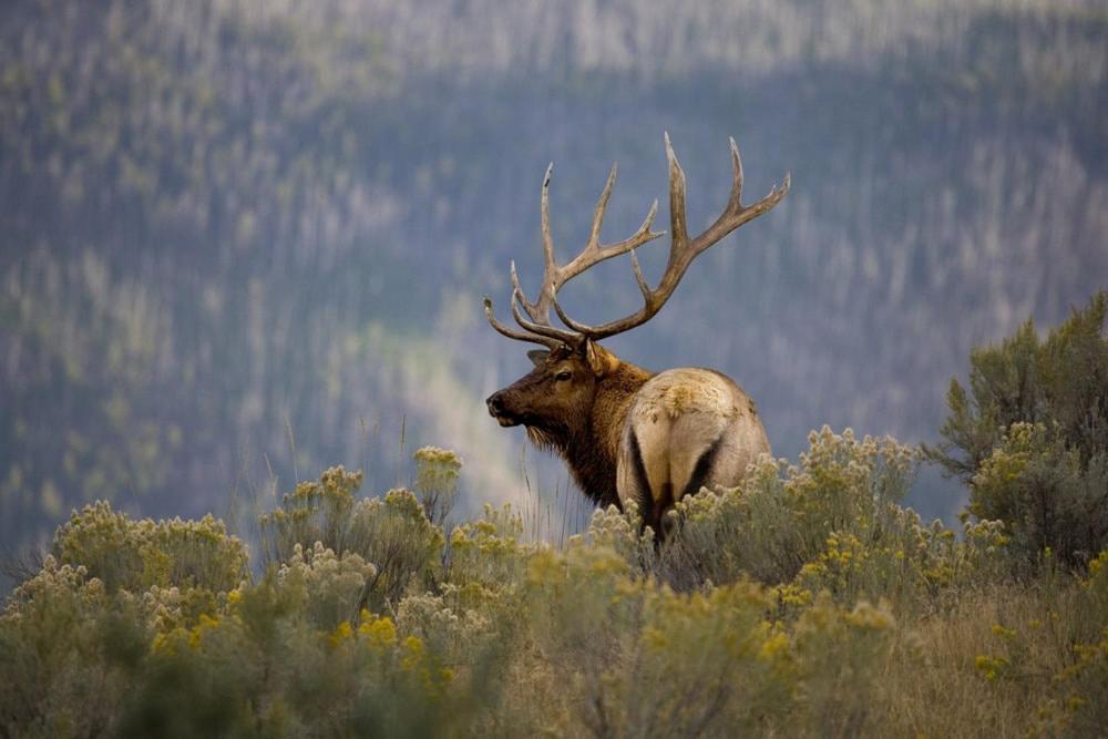 Sugar Butter Chalet, 2 Bedrooms, Wood Burning Stove, Hot Tub, Sleeps 6 Ruidoso Eksteriør billede